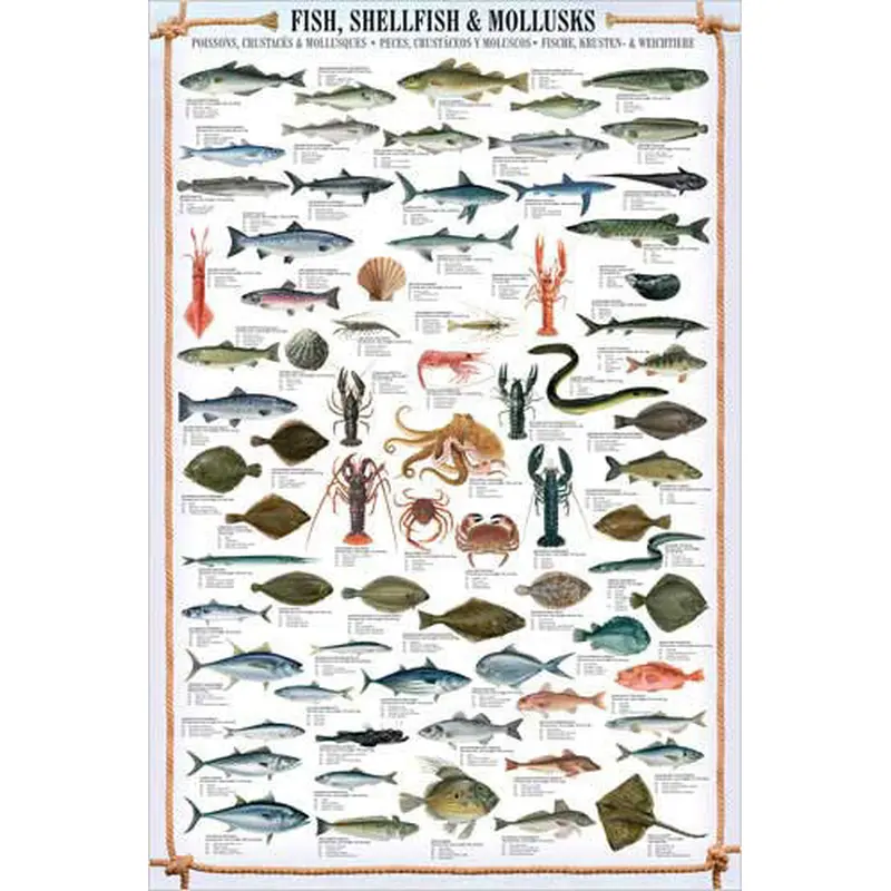 Fish, Shellfish and Mollusks Wall Chart Poster (66 Species) Fishing Poster - Eurographics