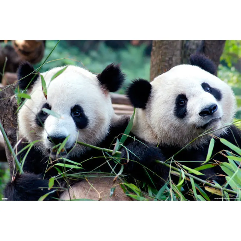 Panda Bear Pals Animal Kingdom Beauty Poster - Pyramid America