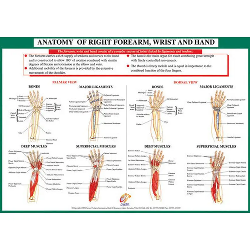 Anatomy of Forearm, Wrist and Hand Health and Fitness Wall Chart Poster - Chartex Ltd.