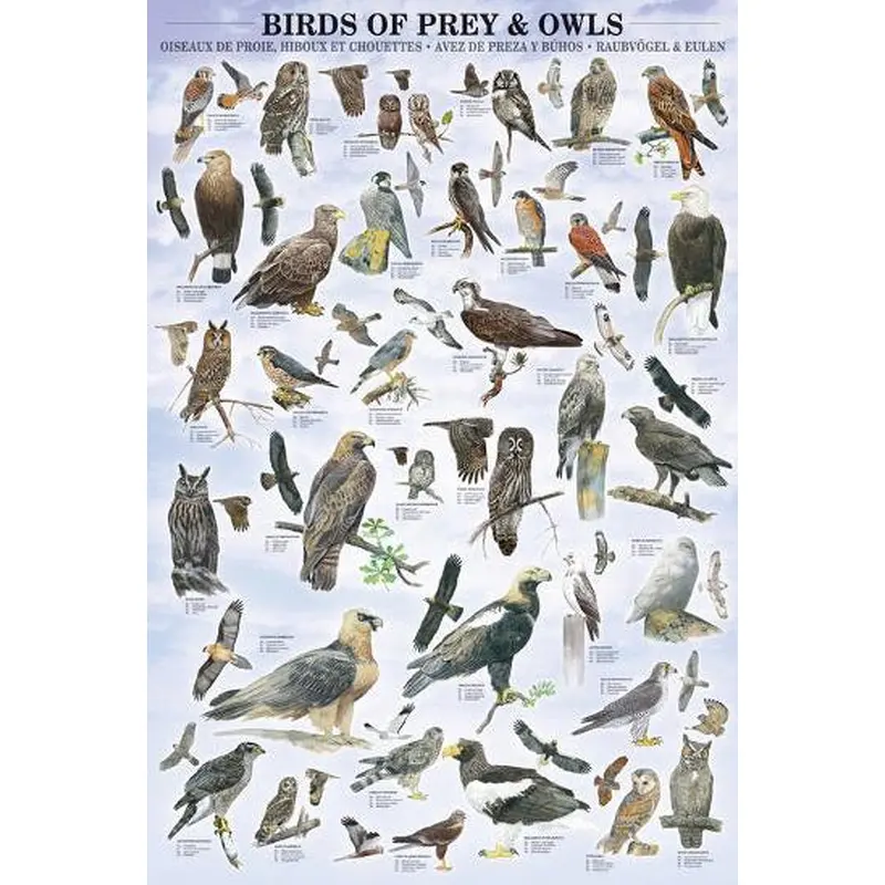 Birds of Prey and Owls Avian Life Wall Chart (35 Species) Poster - Eurographics Inc.
